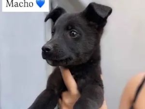 Cachorro raça SRD-ViraLata idade 2 a 6 meses nome Não tem