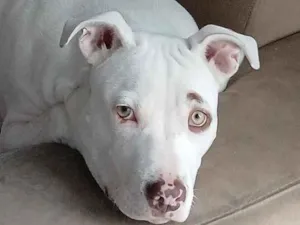 Cachorro raça SRD-ViraLata idade 1 ano nome megy