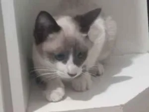Gato raça SRD-ViraLata idade 1 ano nome branquinha 