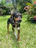 Suri