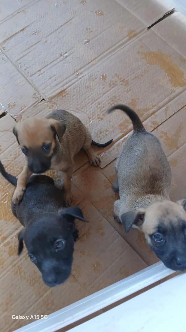 Cachorro raça SRD-ViraLata idade 2 a 6 meses nome pretinha