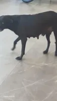 pretinha