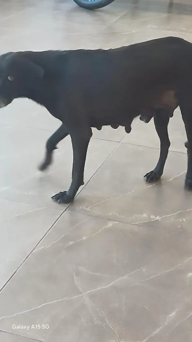 Cachorro raça SRD-ViraLata idade 2 a 6 meses nome pretinha