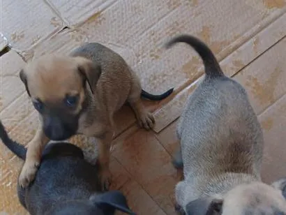 Cachorro raça SRD-ViraLata idade 2 a 6 meses nome pretinha