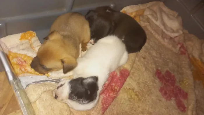 Cachorro raça SRD-ViraLata idade Abaixo de 2 meses nome estão sem nomes