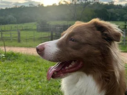 Cachorro raça Border collie idade 3 anos nome Marley
