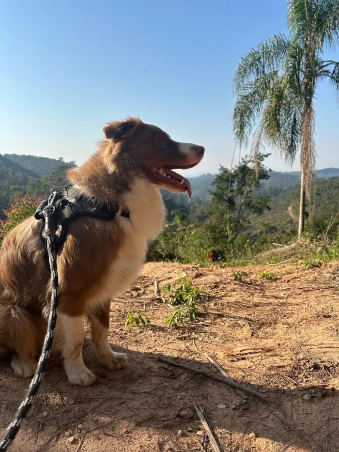 Cachorro raça Border collie idade 3 anos nome Marley