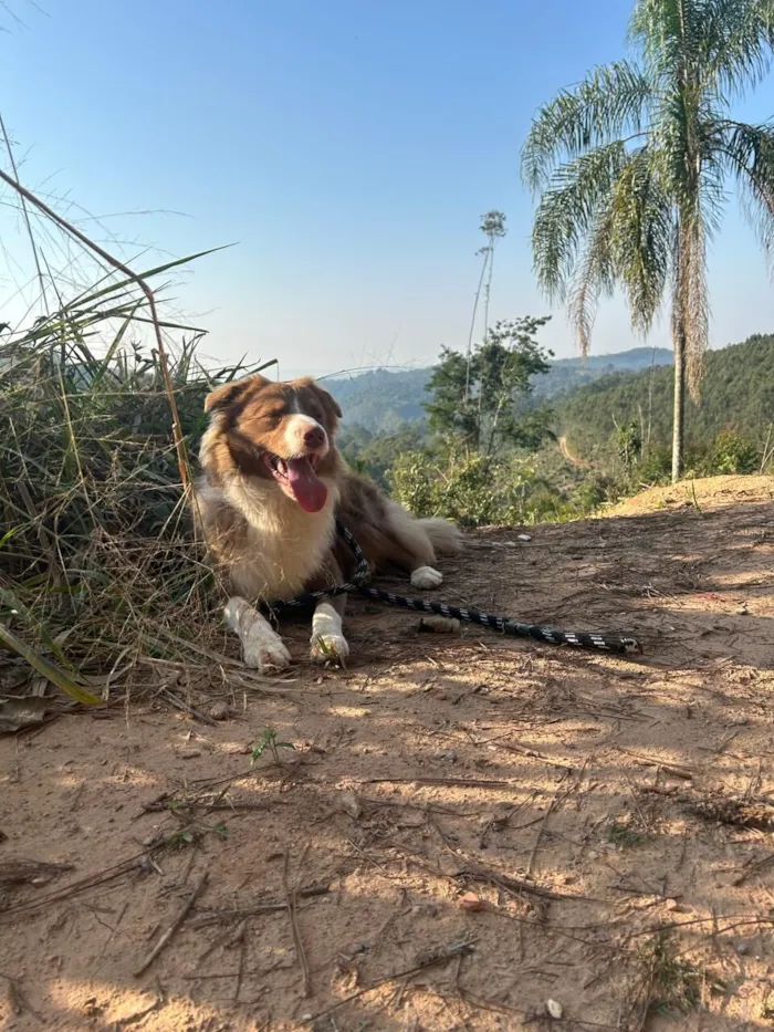 Cachorro raça Border collie idade 3 anos nome Marley