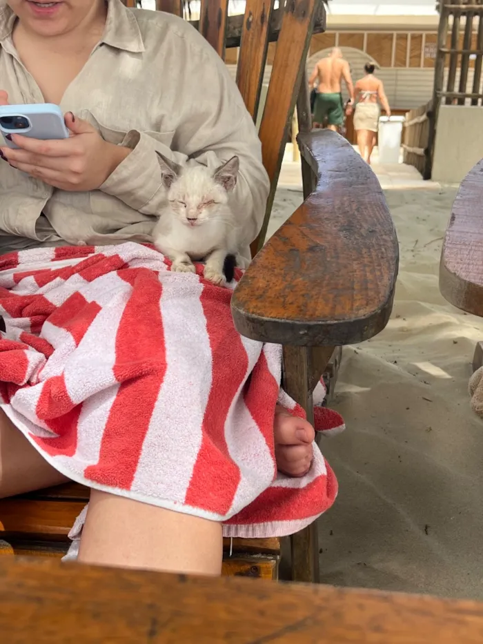 Gato raça SRD-ViraLata idade 2 a 6 meses nome Branquinha