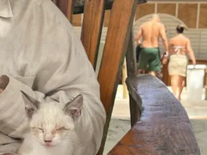 Gato raça SRD-ViraLata idade 2 a 6 meses nome Branquinha
