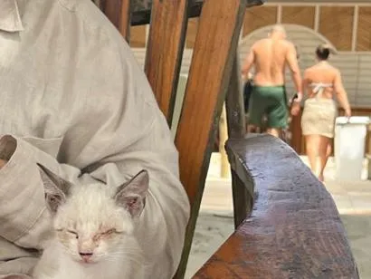 Gato raça SRD-ViraLata idade 2 a 6 meses nome Branquinha
