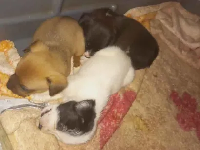 Cachorro raça SRD-ViraLata idade Abaixo de 2 meses nome estão sem nomes