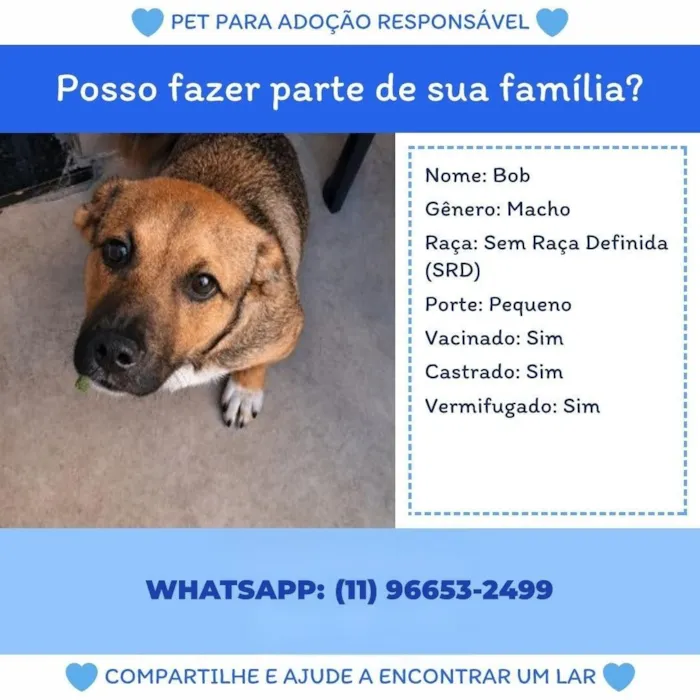 Cachorro raça SRD-ViraLata idade 7 a 11 meses nome Bob
