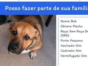 Cachorro raça SRD-ViraLata idade 7 a 11 meses nome Bob