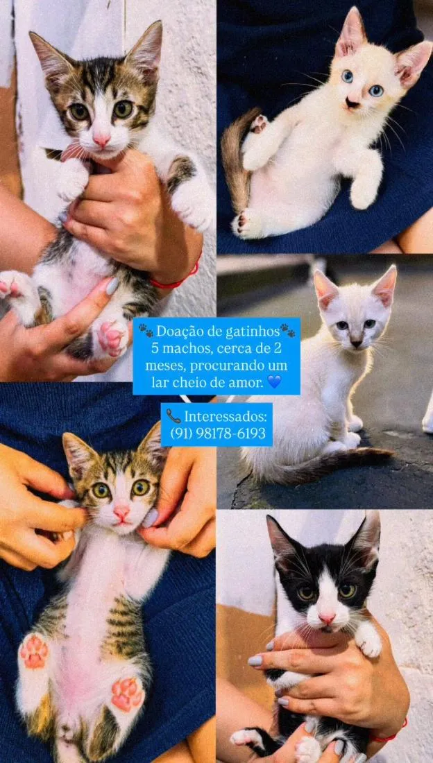 Gato raça SRD-ViraLata idade 2 a 6 meses nome Sem nome 