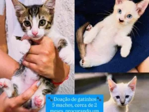 Gato raça SRD-ViraLata idade 2 a 6 meses nome Sem nome 