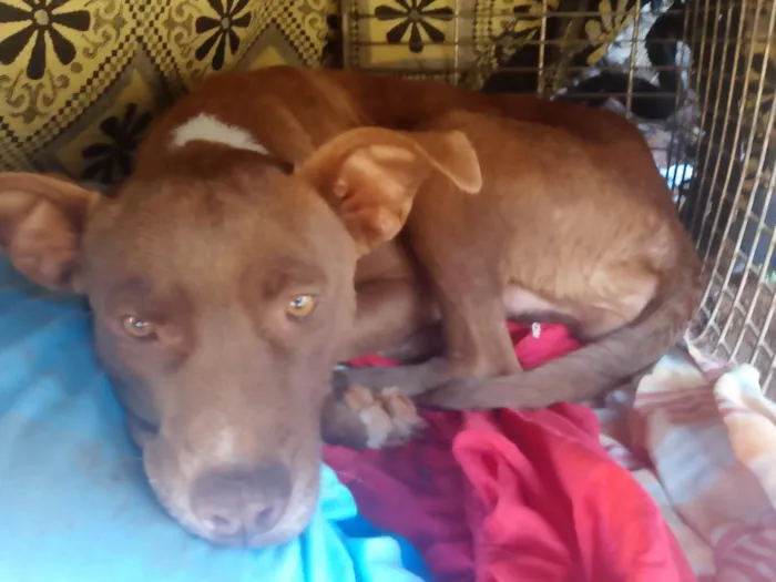 Cachorro raça SRD-ViraLata idade 2 anos nome mel
