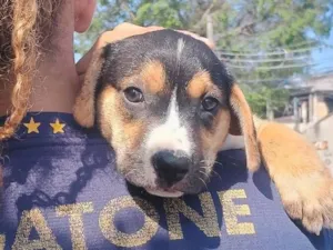 Cachorro raça Labrador idade 2 a 6 meses nome Ragna 