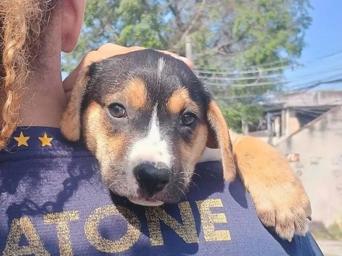 Cachorro raça Labrador idade 2 a 6 meses nome Ragna 