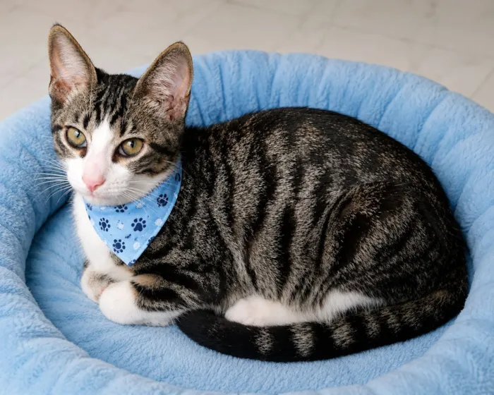 Gato raça SRD-ViraLata idade 2 a 6 meses nome Margot ( branco e preto ) e Lóky ( tigrado )