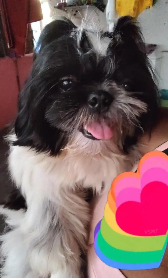 Cachorro raça Shitzu idade 5 anos nome Max