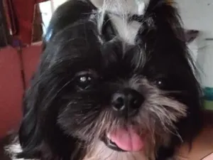Cachorro raça Shitzu idade 5 anos nome Max