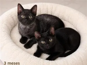 Gato raça SRD-ViraLata idade 2 a 6 meses nome bebes