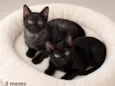 bebes