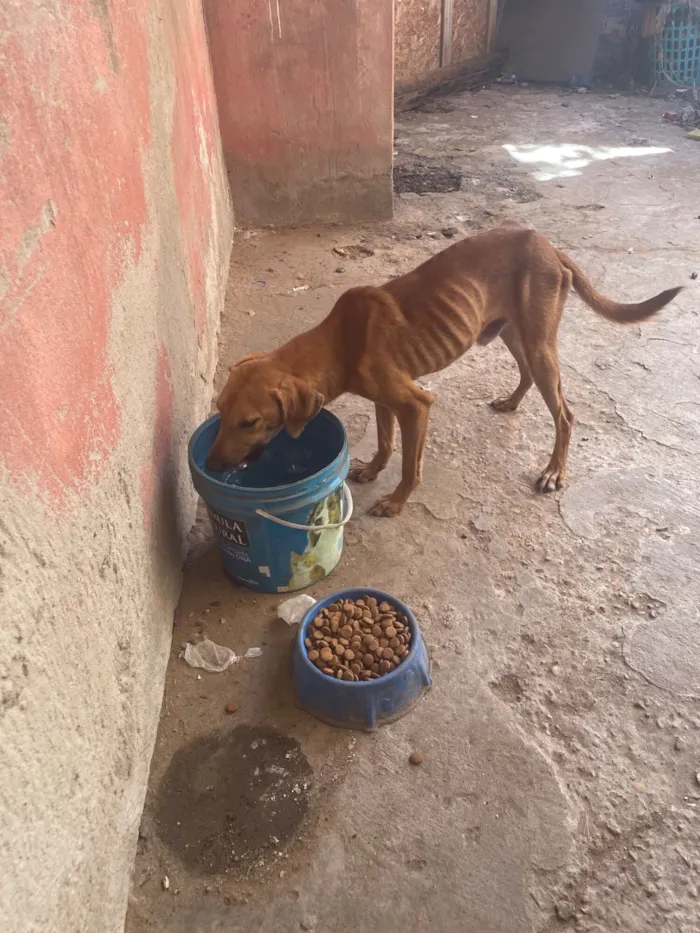 Cachorro raça SRD-ViraLata idade 7 a 11 meses nome Jhonatan 