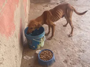 Cachorro raça SRD-ViraLata idade 7 a 11 meses nome Jhonatan 