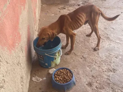 Cachorro raça SRD-ViraLata idade 7 a 11 meses nome Jhonatan 