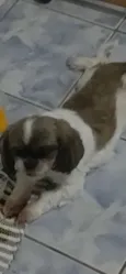 Meg