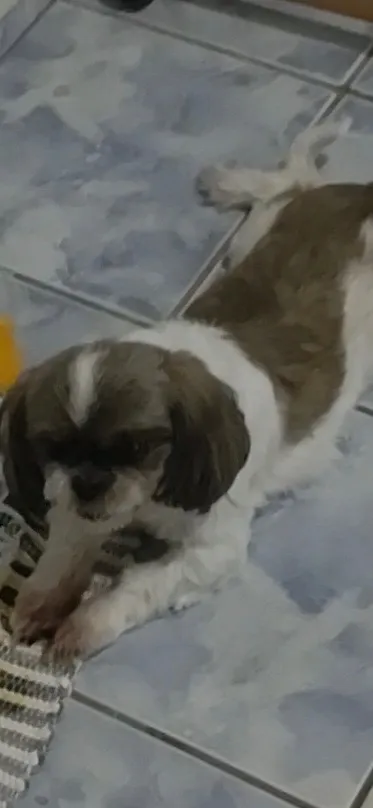 Cachorro raça Shitzu idade 6 ou mais anos nome Meg
