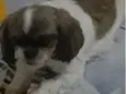 Meg