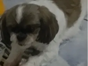 Cachorro raça Shitzu idade 6 ou mais anos nome Meg
