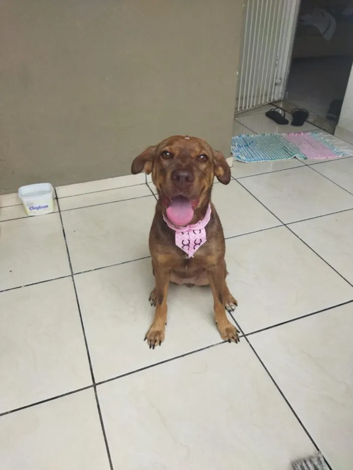 Cachorro raça SRD-ViraLata idade 4 anos nome Caramelo
