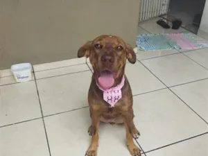Cachorro raça SRD-ViraLata idade 4 anos nome Caramelo