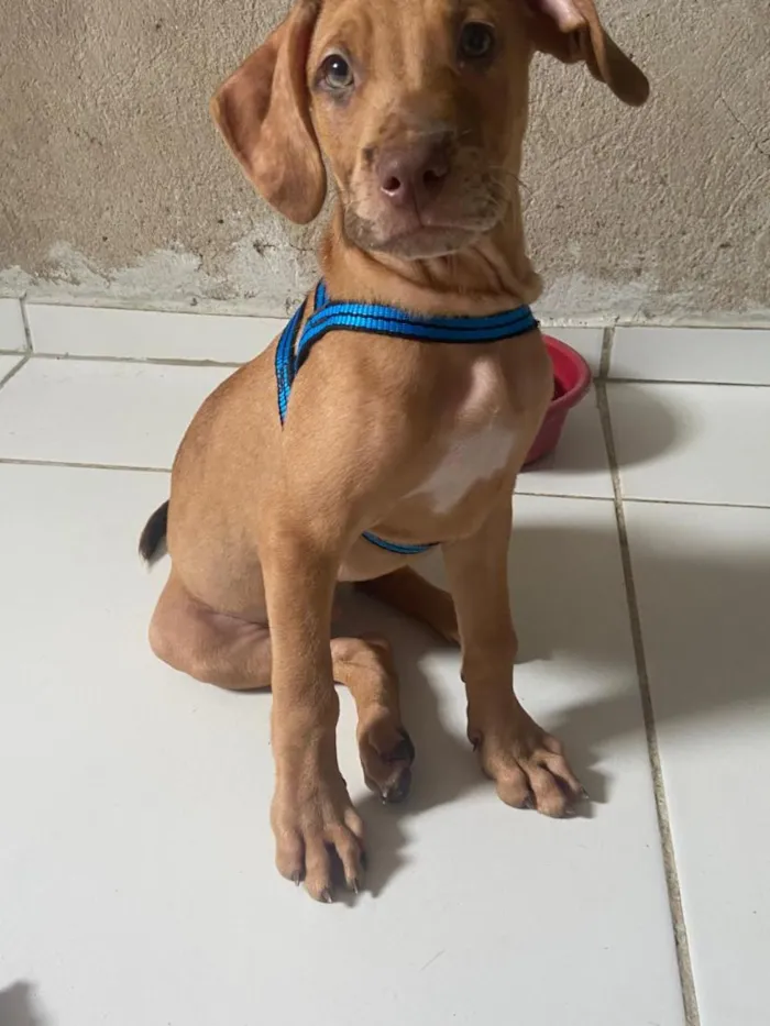 Cachorro raça SRD-ViraLata idade 2 a 6 meses nome Lindinho