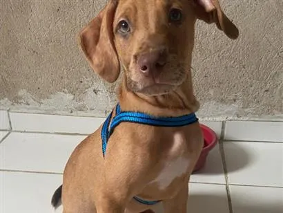 Cachorro raça SRD-ViraLata idade 2 a 6 meses nome Lindinho