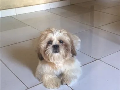 Cachorro raça Shitzu idade 4 anos nome Apolo