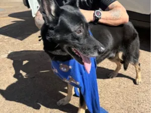 Cachorro raça Pastor Alemão idade 5 anos nome PASTOR ALEMÃO PRETO