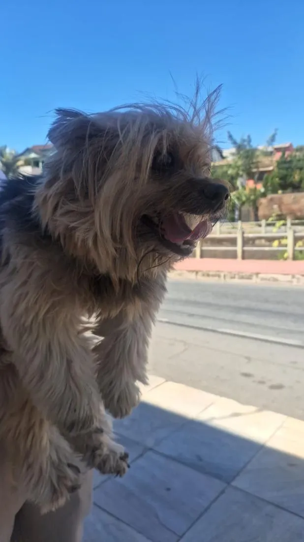 Cachorro raça SRD-ViraLata idade 1 ano nome resgate