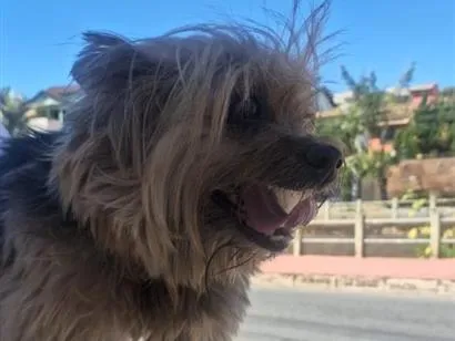 Cachorro raça SRD-ViraLata idade 1 ano nome resgate