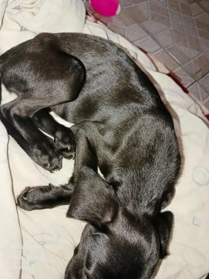 Cachorro raça SRD-ViraLata idade Abaixo de 2 meses nome Cacau