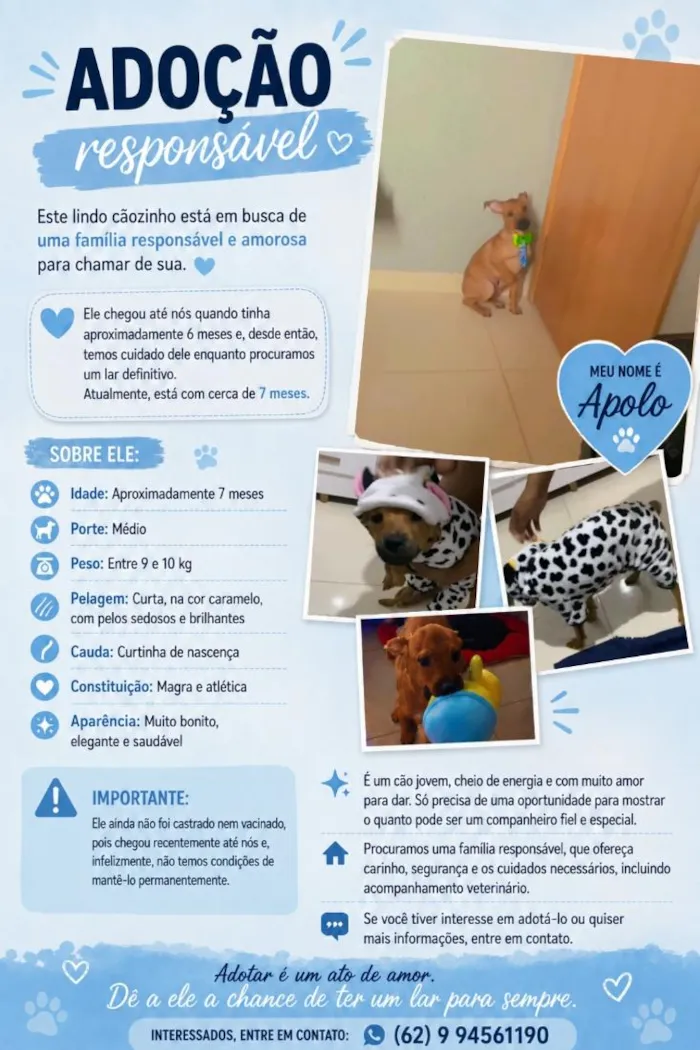 Cachorro raça SRD-ViraLata idade 7 a 11 meses nome Apolo