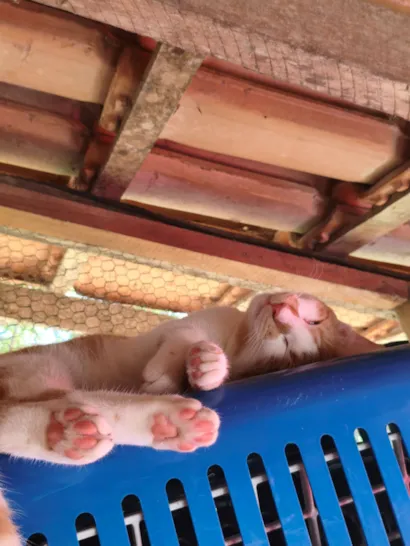 Gato raça SRD-ViraLata idade 2 a 6 meses nome Zequinha