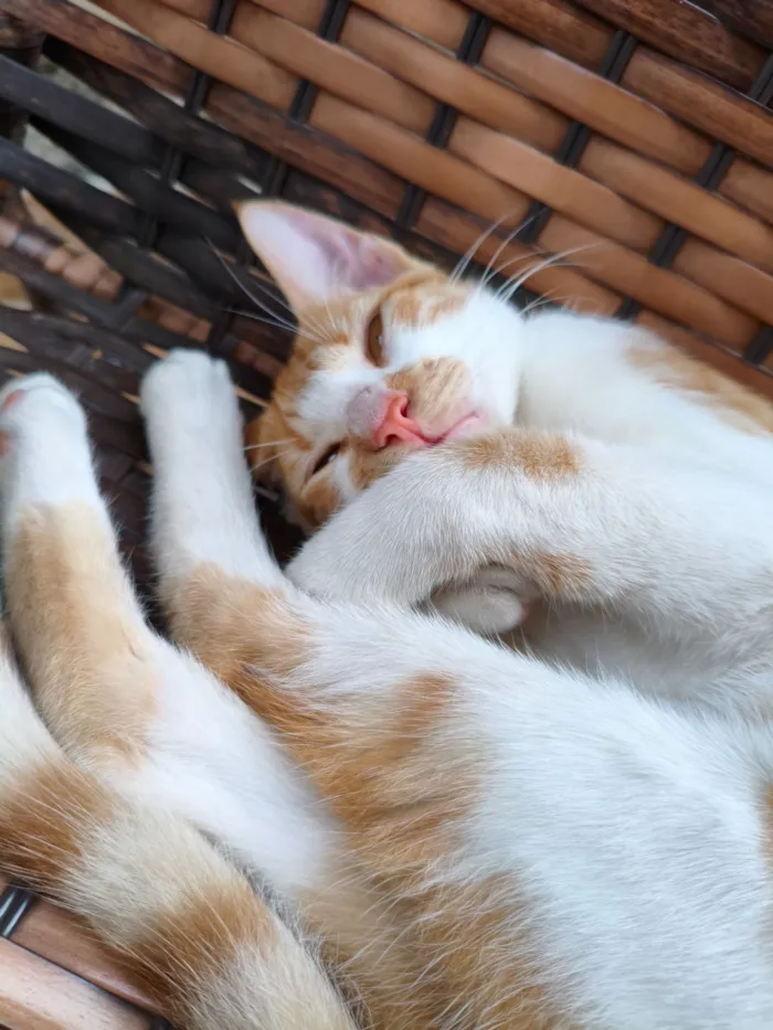 Gato raça SRD-ViraLata idade 2 a 6 meses nome Zequinha