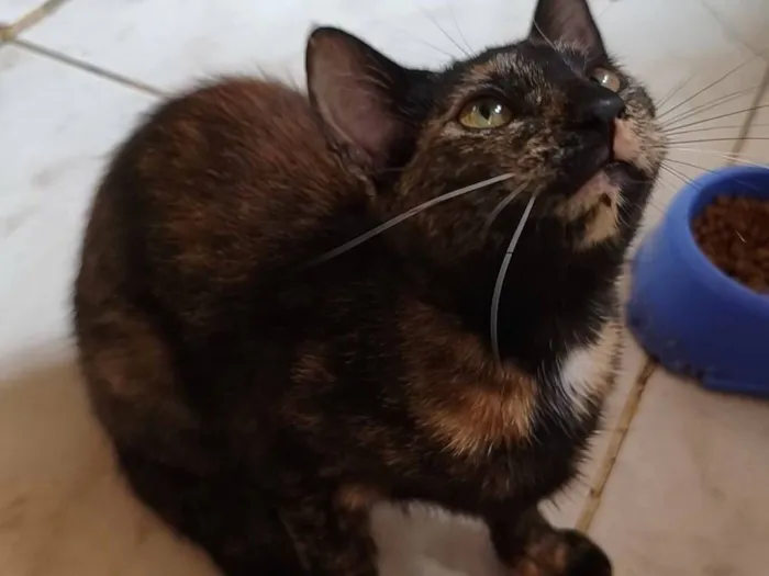 Gato raça SRD-ViraLata idade 7 a 11 meses nome Mofada