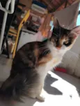 Dora