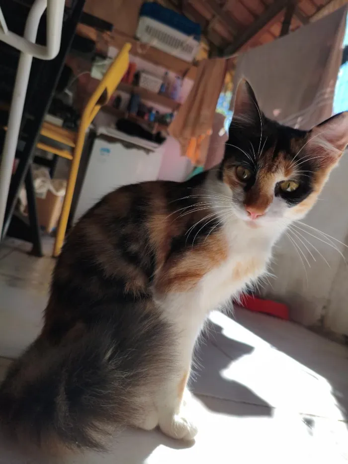 Gato raça SRD-ViraLata idade 7 a 11 meses nome Dora